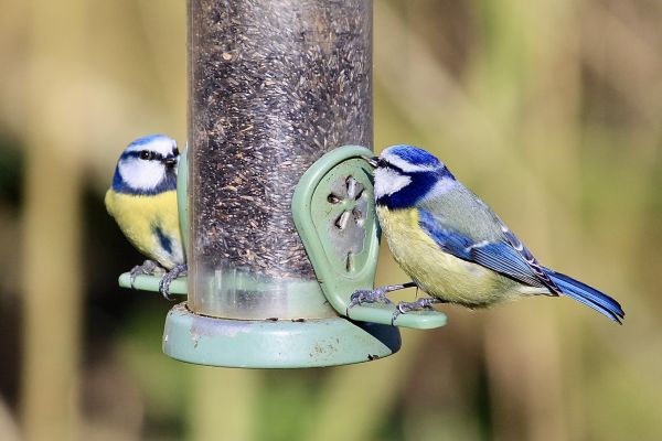 Bird Feeder Mounting Service in Manteca
