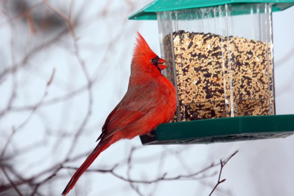 Cost of Bird Feeder Hanging in Manteca